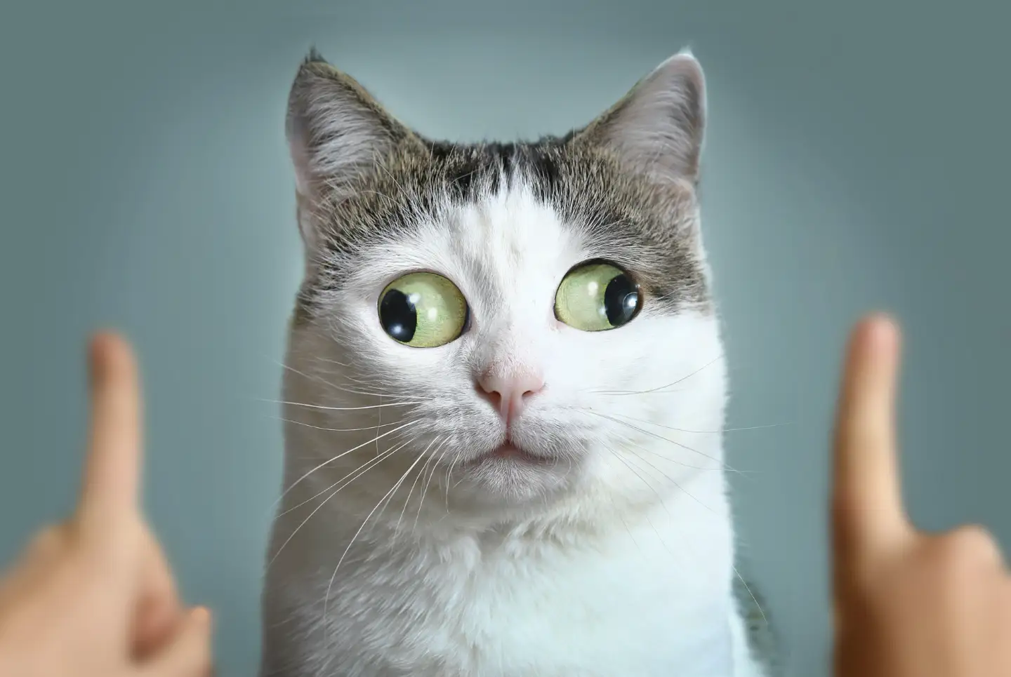 Lustige, schielende Katze schaut nach rechts und nach links auf einen Zeigefinder