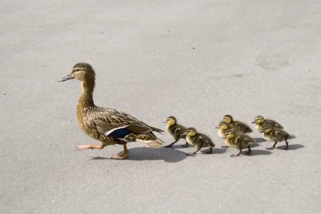 Entenfamilie: Mutter und sechs Küken