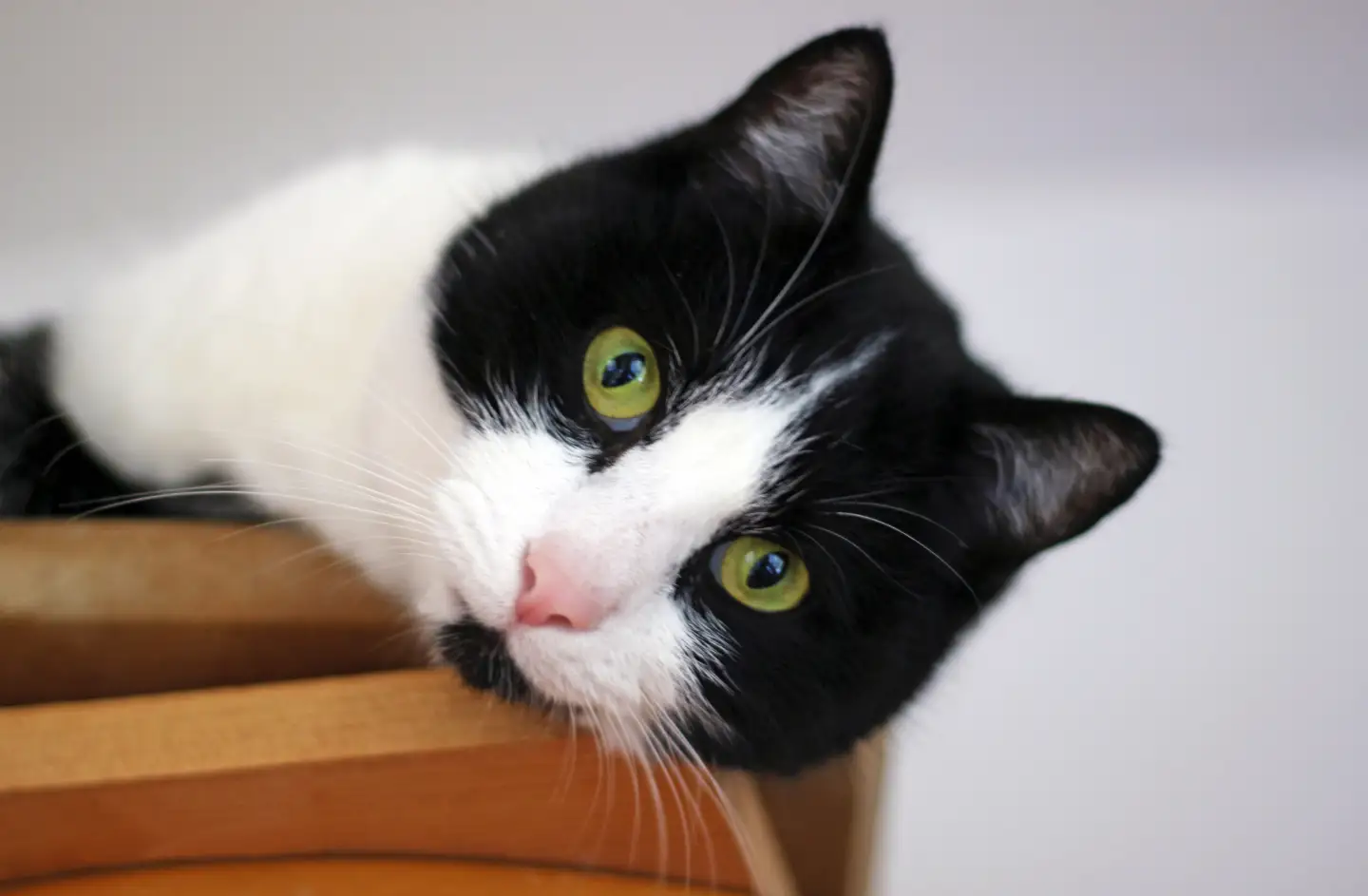 Katze mit schwarz/weißem Fell schaut in die Kamera