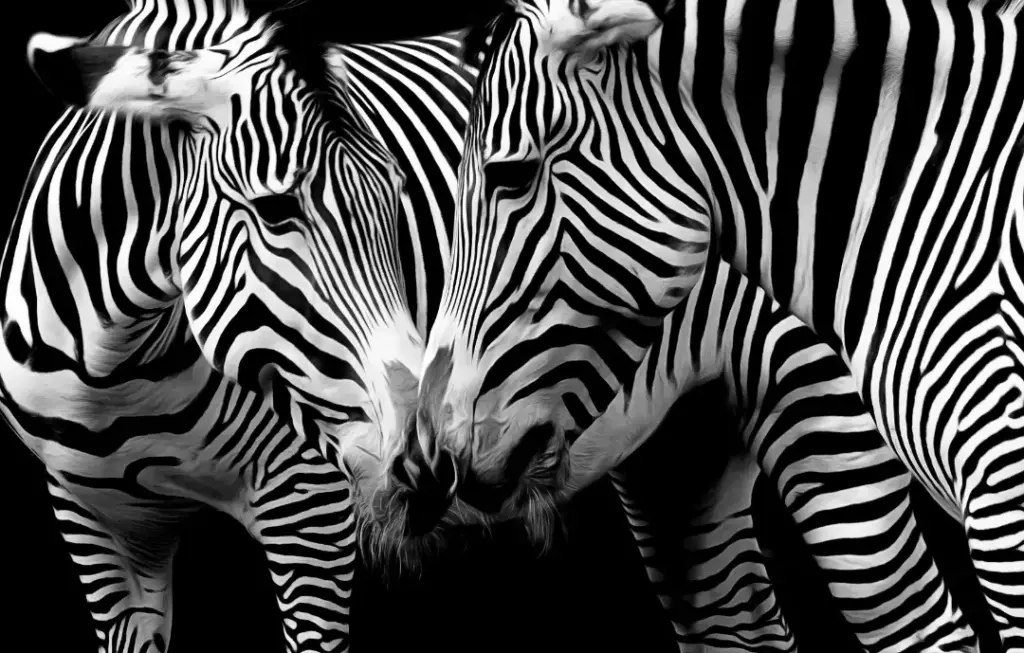 2 Zebras schauen sich an